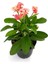 Videolu Pembe Alacalı Milli Dikenler Tacı 1 Adet Saksılı 25-45 cm (Euphorbia) 1