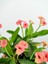 Videolu Pembe Alacalı Milli Dikenler Tacı 1 Adet Saksılı 25-45 cm (Euphorbia) 2