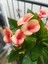Videolu Pembe Alacalı Milli Dikenler Tacı 1 Adet Saksılı 25-45 cm (Euphorbia) 3