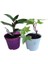 2'li Mini Set 1 Adet Telgraf Çiçeği+1 Adet Hedara Helix Sarmaşığı 1