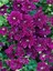 Videolu Mor Bodur Kasımpatı Çiçeği Fidanı 1 Adet Saksılı 10-25 cm Sonbahar Bitksi (Chrysanthemum) 1