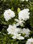 Videolu Mis Kokulu Anne Hediyesi 1 Adet Gardenya Çiçeği Saksılı 25-40 cm (Gardenia Flower) 1