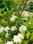 Videolu Kokulu Ofis Bitkisi Hediyelik 1 Adet Gardenya Çiçeği Saksılı 30-50 cm (Gardenia Flower) 3