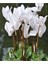 Videolu Bol Çiçekli 1 Adet Beyaz Siklamen Çiçeği Fidanı 30-50 cm Saksılı (White Cyclamen Flower) 1