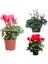 Videolu Karışık Renkli 1 Adet Canlı Sıklamen Çiçeği Saksılı 30-55 cm (Mix Colored Cyclamen) 1
