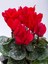 Videolu Karışık Renkli 1 Adet Canlı Sıklamen Çiçeği Saksılı 30-55 cm (Mix Colored Cyclamen) 4