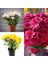 Videolu Rengarenk Krizantem 3 Adet Kasımpatı Çiçeği Saksılı 15-25 cm (Chrysanthemum) 1