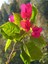 Videolu Çiçekli Bodur Begonvil (20 40 cm)1 Adet Saksılı Çiçekli Bodur Bitki Bougainvillea 3