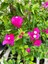 Videolu Çiçekli Bodur Begonvil (20 40 cm)1 Adet Saksılı Çiçekli Bodur Bitki Bougainvillea 4