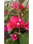 Sarmaşık Begonvil Çiçeği - Mercan Rengi Sarılıcı Begonvil- 40/50 cm 1