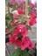 Sarmaşık Begonvil Çiçeği - Mercan Rengi Sarılıcı Begonvil- 40/50 cm 3