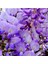 Videolu Mor Salkım 45-60 cm Saksılı/Tüplü Dış Mekan Bodur Bitkiler Wisteria 3