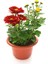 Videolu Koyu Kırmızı Renkte Kasımpatı 1 Adet Saksılı 10-20 cm Sonbahar Çiçeği (Chrysanthemum) 1