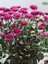Videolu Kasımpatı Pembe+Beyaz 2 Adet Saksılı 10-20 cm Teras Bahçe Bitkisi (Chrysanthemum) 2