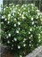 Videolu Mis Kokulu Hediyelik 1 Adet Gardenya Çiçeği Saksılı 25-40 cm Salon Bitkisi (Gardenia Flower) 4