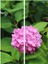 Videolu Çok Sevilen Pembe Ortanca Fidanı 40-50 cm Saksıda Çiçekli Bodur Bitkiler (Pink Hydrangea) 1