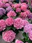 Videolu Çok Sevilen Pembe Ortanca Fidanı 40-50 cm Saksıda Çiçekli Bodur Bitkiler (Pink Hydrangea) 3