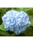 Videolu Açık Mavi Ortanca Fidanı 40-50 cm Saksıda Çiçekli Bodur Bitkiler (Blue Hydrangea) 1