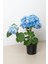 Videolu Açık Mavi Ortanca Fidanı 40-50 cm Saksıda Çiçekli Bodur Bitkiler (Blue Hydrangea) 2