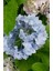 Videolu Açık Mavi Ortanca Fidanı 40-50 cm Saksıda Çiçekli Bodur Bitkiler (Blue Hydrangea) 4