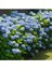 Videolu İthal Mavi Çiçekli Ortanca Fidanı 30-55 cm Tüplü Çiçekli Bodur Bitkiler Blue Hydrangea 3