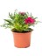 Pembe Beyaz-Pembe- Sarı Renk Gazanya Çiçeği 3 Adet Saksılı 10-20 cm Teras Çiçeği 3