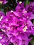 Videolu Mor Begonvil Çiçeği (80-100 cm) 1 Adet Saksılı Çiçekli Bahçe Bitkisi Bougainvillea 1