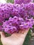 Videolu Mor Begonvil Çiçeği (80-100 cm) 1 Adet Saksılı Çiçekli Bahçe Bitkisi Bougainvillea 3