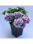 Videolu İthal Mavi Tivoli Ortanca Çiçeği Fidanı 25-45 cm Saksılı Çiçekli Bodur Blue Hydreangea 1