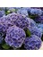 Videolu İthal Mavi Tivoli Ortanca Çiçeği Fidanı 25-45 cm Saksılı Çiçekli Bodur Blue Hydreangea 2