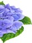 Videolu İthal Mavi Tivoli Ortanca Çiçeği Fidanı 25-45 cm Saksılı Çiçekli Bodur Blue Hydreangea 4