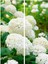 Videolu Beyaz Ortanca Çiçeği Fidanı 40-50 cm Saksıda Çiçekli Bodur Bitkiler White Hydrangea 1