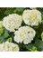 Videolu Beyaz Ortanca Çiçeği Fidanı 40-50 cm Saksıda Çiçekli Bodur Bitkiler White Hydrangea 2