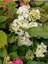 Videolu Beyaz Ortanca Çiçeği Fidanı 40-50 cm Saksıda Çiçekli Bodur Bitkiler White Hydrangea 3