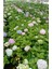 Videolu Beyaz Ortanca Çiçeği Fidanı 40-50 cm Saksıda Çiçekli Bodur Bitkiler White Hydrangea 4