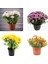 Videolu Rengarenk 4 Adet Kasımpatı Çiçeği 15-25 cm Saksılı (Chrysanthemum) 1