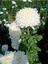 Videolu Rengarenk 4 Adet Kasımpatı Çiçeği 15-25 cm Saksılı (Chrysanthemum) 2