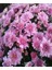 Videolu Rengarenk 4 Adet Kasımpatı Çiçeği 15-25 cm Saksılı (Chrysanthemum) 3