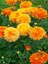 Videolu Canlı Turuncu 1 Adet Kasımpatı Çiçeği 15-25 cm Saksılı (Chrysanthemum) 1