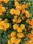 Videolu Canlı Turuncu 1 Adet Kasımpatı Çiçeği 15-25 cm Saksılı (Chrysanthemum) 3
