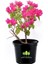 Bougainvillea Spectabilis Çalı Begonvil 1