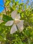 Videolu İthal Muhteşem Kokulu 1 Adet Gardenya Çiçeği 30-45 cm Saksılı (Gardenia Flower) 1