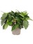 Videolu İthal Muhteşem Kokulu 1 Adet Gardenya Çiçeği 30-45 cm Saksılı (Gardenia Flower) 3