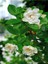 Videolu İthal Muhteşem Kokulu 1 Adet Gardenya Çiçeği 30-45 cm Saksılı (Gardenia Flower) 4