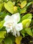 Videolu İthal Muhteşem Kokulu 1 Adet Gardenya Çiçeği 30-45 cm Saksılı (Gardenia Flower) 5
