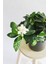 Videolu Müthiş Kokulu Öğretmen Hediyesi Gardenya Çiçeği 1 Adet Saksılı 30-40 cm (Gardenia Flower) 2