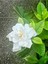 Videolu Müthiş Kokulu Öğretmen Hediyesi Gardenya Çiçeği 1 Adet Saksılı 30-40 cm (Gardenia Flower) 4