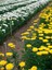 Videolu Canlı Sarı 1 Adet Kasımpatı Çiçeği Saksılı 15-30 cm (Chrysanthemum) 3