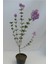 Videolu Mis Kokulu 1 Adet Leylak Ağacı Fidanı 70-120 cm Saksılı (Leilac Tree Sapling) 3