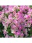 Sarılıcı Çift Renk Alyans Tırmanıcı Begonvil Sarmaşığı Fidanı Bougainvillea 1